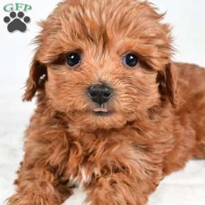 Honey, Havapoo Puppy